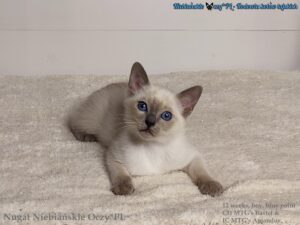 Nugat Niebiańskie Oczy*PL